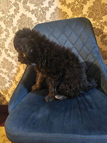 pitbull az: Pudel, 3 ay, Erkək, Ödənişli çatdırılma — 5