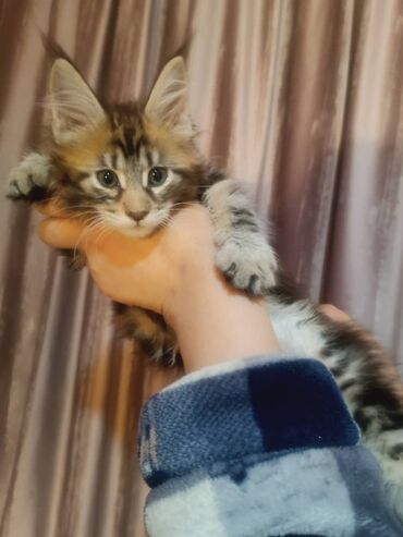 мейн кун бишкек 😺 питомник lyubushka 🐈 купить котенка 🐾 цена фото: Котёнок породы мейн-кун. Описание: - Окрас: тёмный табби с рыжеватыми