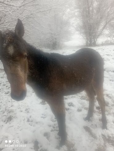 Лошади, кони: Продаю | Кобыла (самка) | Для разведения — 7