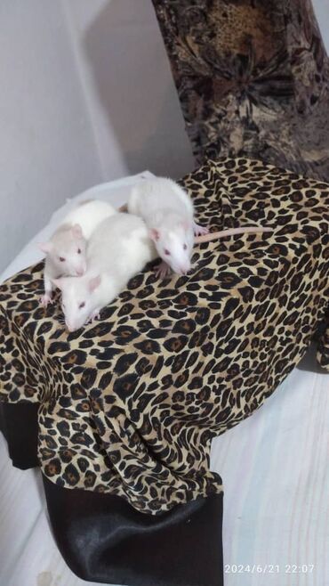 декоративные крысы: Крыски девочки и мальчик очень ручные чистоплотный на постелях не