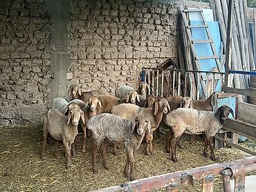 гиссарские матки: Продаю | Овца (самка) | Для разведения — 2