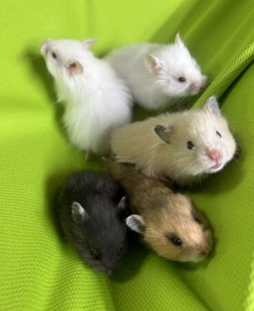 Хомяки: Продаются хомячки джунгарские, сирийские, ангорские пушистые хомячки — 6