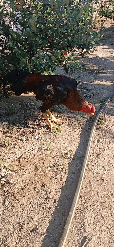 heyvan: SUPER HEYVANDI 10 AYLIQDI DAS PIPIK REAL ALICIYA ENDIRIM VAR FIKRI — 6