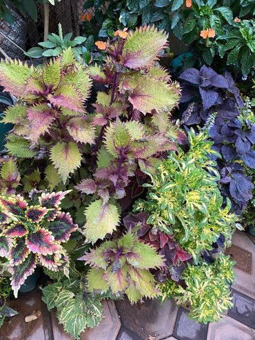 Другие виды семян и саженцев: Колеусы есть в стаканчиках и большие — 14