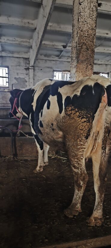 Коровы, быки: Продаю | Корова (самка) — 23