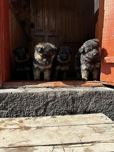 Продажа собак: Немецкая овчарка, классический черно‑рыжий окрас. Плотный подшерсток — 12