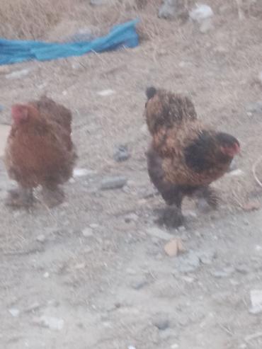 heyvanlar quşlar: Salam. Bramo toyoqlarıdı. Sağlam və baxımlı heyvanlardır. 1 yaşları — 1