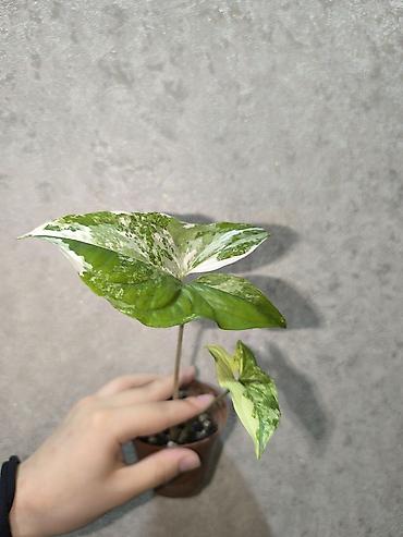 вода для полива: Комнатные растения — 1