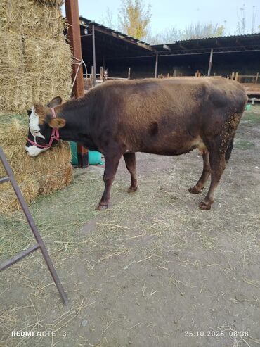 сколько длится беременность коровы: Продаю | Корова (самка) | Для молока