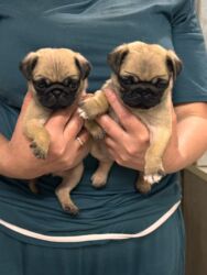 собаки той терьер: Мопс, 1 айлык, Ургаачы