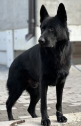 Продажа собак: Немецкая овчарка, 4 месяца, Самка, С прививкой, С родословной — 4