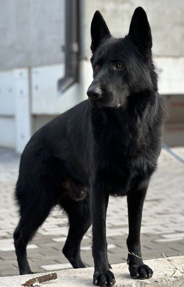 булдок ит: Немецкая овчарка, 2 месяца, Самец, С прививкой, С родословной