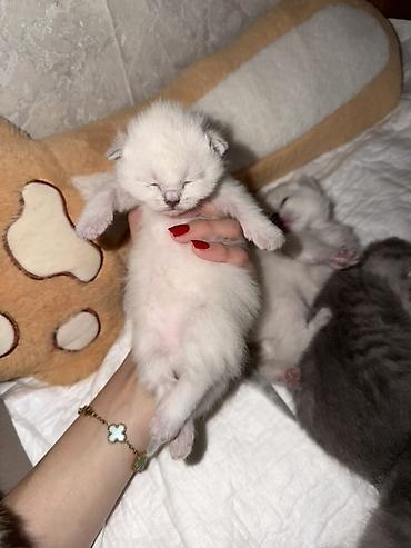 Мышыктар сатылат: Котята шотландской породы (скоттиш-фолд/страйт), помёт из нескольких — 2