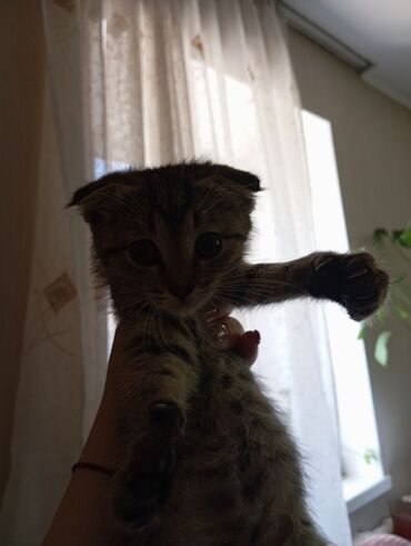 Коты: Котенок, девочка. примерно 1-1.5 месяца. к лотку приучена