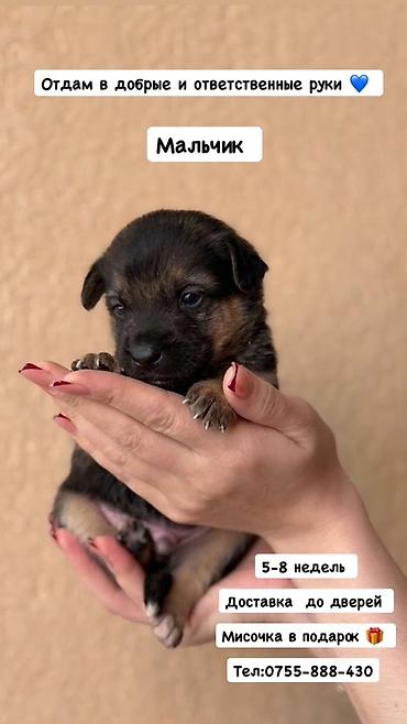 белый шпиц щенок цена: Собака даром: Дворняжка, 1 месяц, Самец — 1