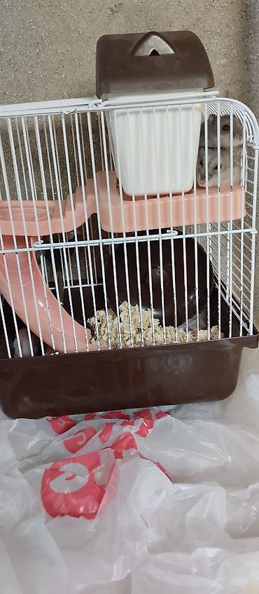 heyvan alqi satqisi: Hamster üçün çoxfunksiyalı qəfəs - Kompakt iki mərtəbəli dizayn — 1