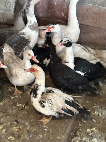 Другие животные: Индоутки — 14