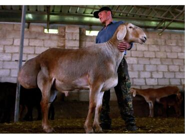 дом животные: Арашан Кочкор сатылат. дагы Жонокой кочкорлор сатылат.срочно