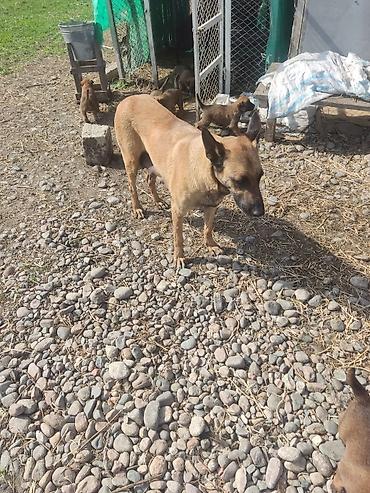 Продажа собак: Бельгийская овчарка, 1 месяц, Самец at lalafo.kg — 9 Продажа собак: Бельгийская овчарка, 1 месяц, Самец — 9