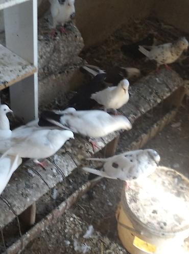 göyərçin şəkli: Salam Göyərçinlər Kom satılır,tək tək fərqli olacaq qiyməti. Yarisi — 4