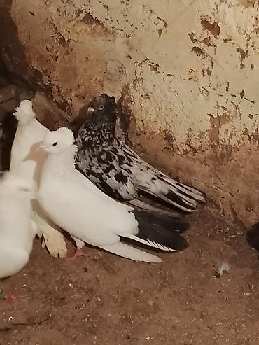 göyərçin satışı: Satılır .vp aktivdir 0703312130 — 1