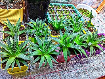 алоэ гулу: Aloe Aristata. Tək 3 manat. 2 və daha çox 2.50. 1-2 aylıqdılar. Böyük — 3