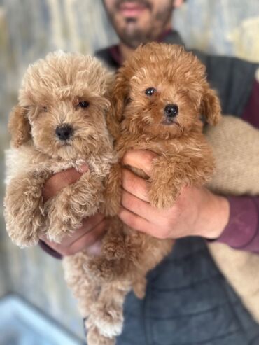 İtlər: Pudel, 2 ay, Erkek, Peyvəndli, Pulsuz çatdırılma — 13