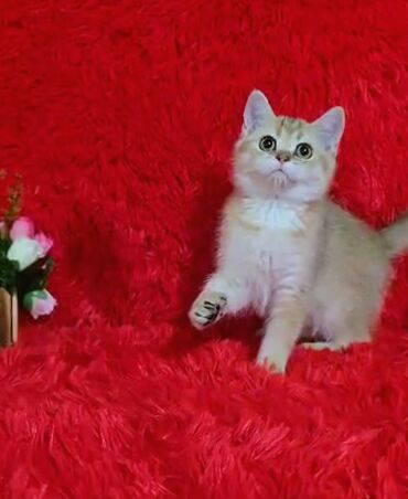 дом для кота: Скотиш Страйт (Шотландиялык тик кулактуу), 4 айлык, Эркек, Алтын шиншилла, Лотокко барууга үйрөтүлгөн, Курттардан тазаланган, Эмделген