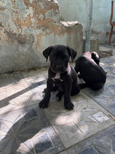 İtlər: Kane-Korso, 1 ay, Erkek