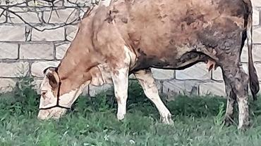 balaken heyvan satisi: Ikinci qarına 8 aylıq boğazdı təmiz qan smental düyə satılır — 3