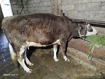 kiseli inek: Aprelin 20 balalayib 1 qarindi balası simental cinsdi ağ kiprik — 2