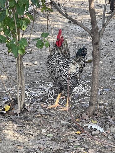 породистые котята даром: Xarkov,Austrolop və yerli xoruz satılır ./Hər bir iynə dərmanı olunub