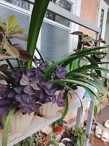 молочай цветы: Комнатные и садовые растения (коллекция) Предлагаются взрослые — 6