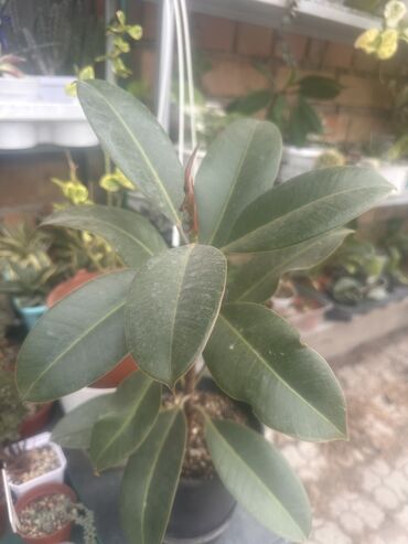 Другие комнатные растения: Комнатные растения — 13