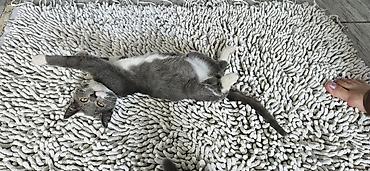 black cat: Котята домашние, помёт из нескольких малышей. - Возраст на фото — 4