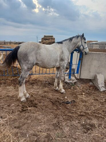 домик для кота: Продаю | Жеребец