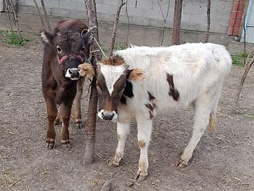 Коровы, быки: Продаю | Корова (самка) | Алатауская — 1