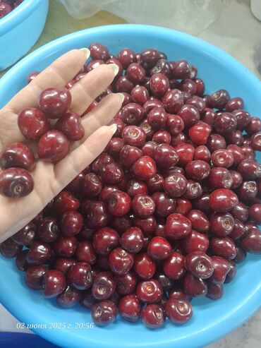 бооз кой сатылат: Гилас Чекене, Өзү алып кетүү, Акылуу жеткирүү