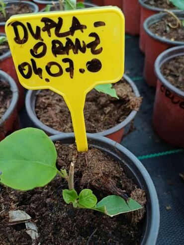 Ostale kućne biljke: Ožiljene bogumile po 900 — 2