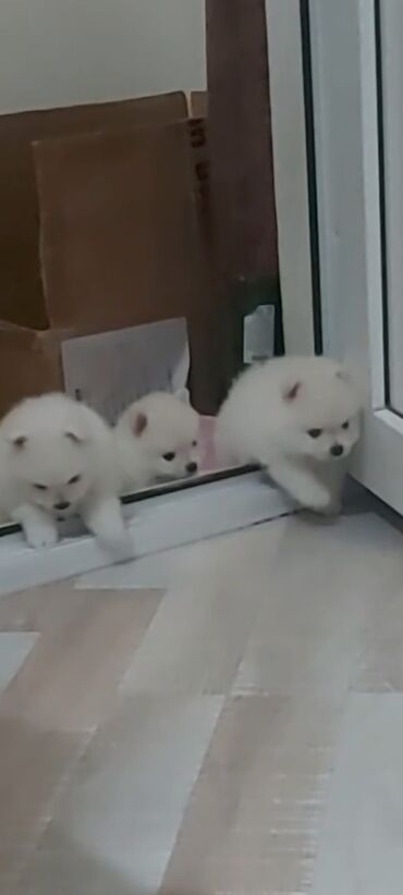 İtlər: Şpitz, 1 ay, Erkek — 6