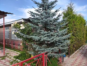 жилой модуль: Коттедж, Париж, Чок-Тал, 10 мест — 9
