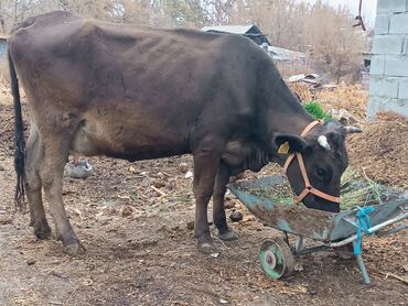 продажа щенков немецкой овчарки с документами в бишкеке: Продаю | Корова (самка) | Алатауская | Для разведения, Для молока | Племенные, Стельные