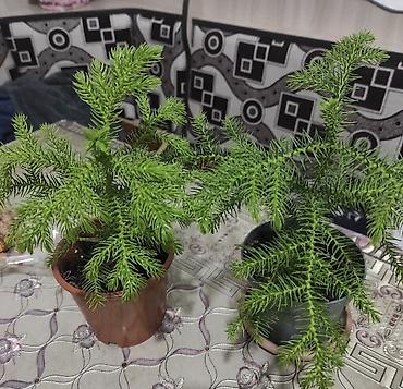 Другие комнатные растения: Продается вариегатная орхидея араукария адениум доллар — 2