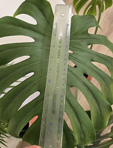 Филодендроны: Сциндапсусы,сансевиерии ва,алоказия,бегония макулата монстера — 16