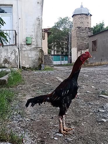 it sekilleri afcarka: 9 aylıqdı .Tam sağlam heyvandıbahalı cins heyvandı.İstəyən tayında — 2