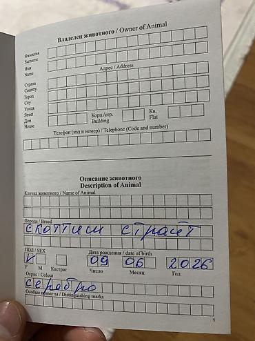 отдам даром щенка маленькой породы: Шотландская кошка (окрас серебристый шиншилла) - Порода: шотландская — 9
