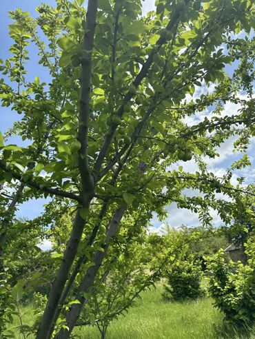 Torpaq sahələrinin satışı: 22 sot, Mülkiyyətçi, Kupça (Çıxarış) -da lalafo.az — 2 Torpaq sahələrinin satışı: 22 sot, Mülkiyyətçi, Kupça (Çıxarış) — 2