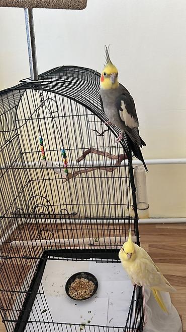cuce qefes: Nimfa (cockatiel) cütlüyü və qəfəs dəsti Məhsulun tərkibi: - 2 ədəd — 1