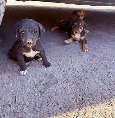 щенки собак: Щенки ищут любящий дом! 🐶❤️ Отдаем очаровательных щенков в добрые — 1