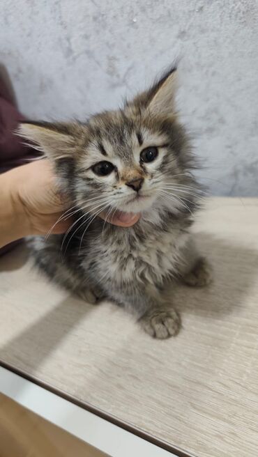 Pişiklər: Britan, Dişi, Yaxşı əllərə, Ödənişli çatdırılma — 6